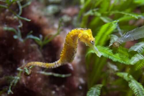 Ein Seepferdchen für das Aquarium