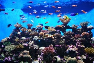 Wunderschöne Fische für dein Aquarium