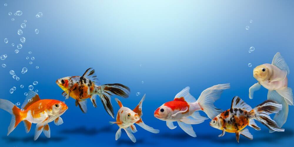 Goldfische