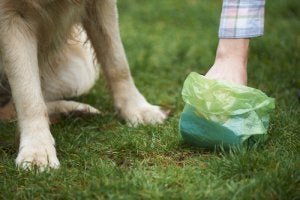 Kann Hund Salmonellen übertragen?