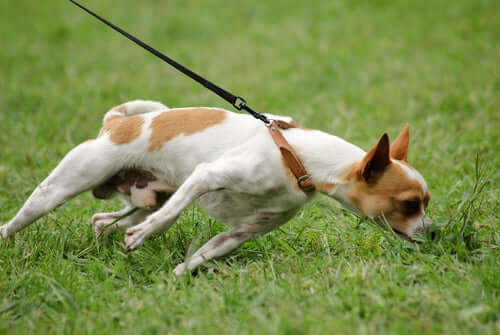Hund zerrt beim Leinentraining