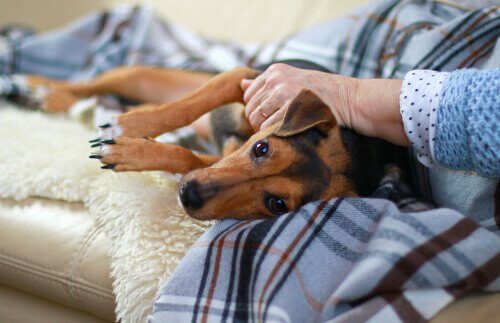 Hundestaupe | Symptome, Behandlung und Kontakt