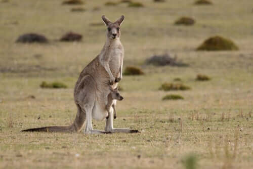 Känguru mit Baby im Beutel