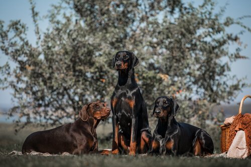 Listenhunde: Dobermann