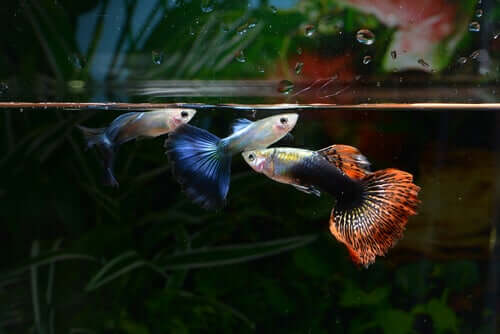 Guppy Fische für dein Aquarium