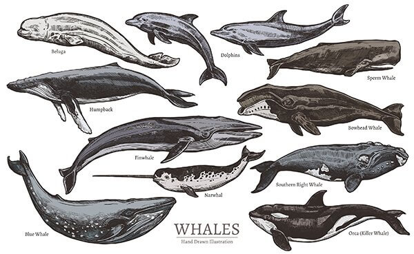 Meeressäugetiere: Klassifikation und Arten