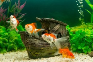 Neuzugang im Aquarium: Tipps & Ratschläge