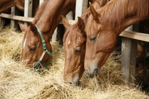 Vorsorge gegen Pferdegrippe