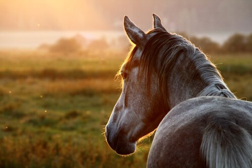 Pferdegrippe: Ursachen und Symptome