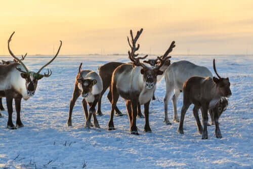 Rentierherde im Schnee