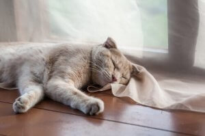 Schnarchen bei Katzen: wann gibt es Anlass zur Sorge?