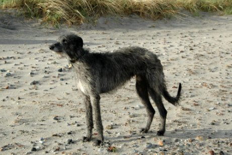Schottische Hunderassen: Scottish Deerhound