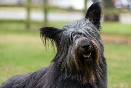 Schottische Hunderassen: Skye Terrier