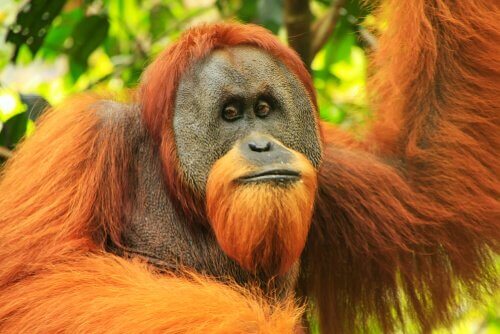 Sumatra-Orang-Utan: Eigenschaften und Situation