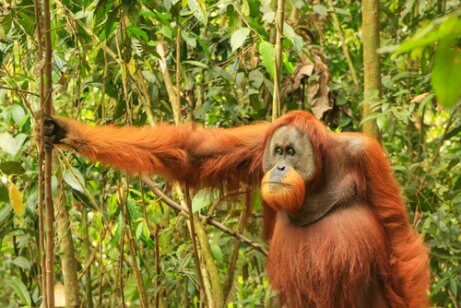 Sumatra-Orang-Utan: Ernährung