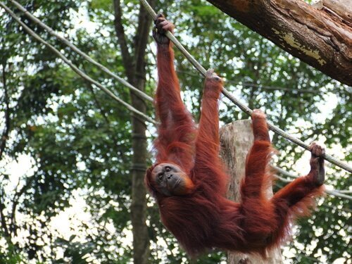 Sumatra-Orang-Utan: Merkmale