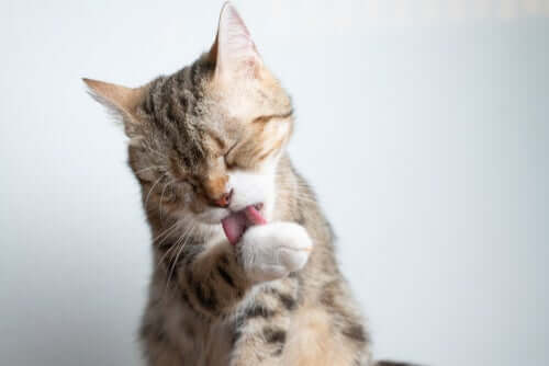 Symptome von Harnwegsinfektionen bei Katzen
