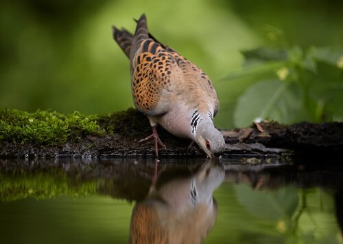 Taubenarten in Spanien