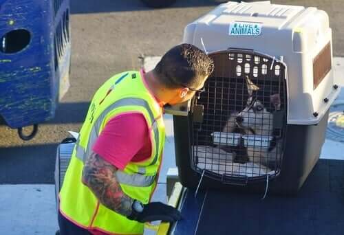 Flug mit dem Hund Reisevorbereitungen Deine Tiere