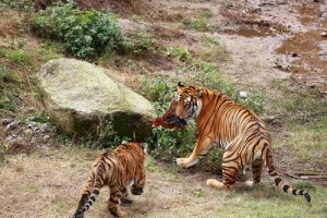 der Südchinesische Tiger ist zum Aussterben verurteilt