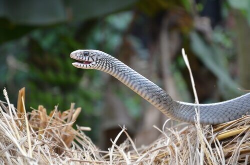 Vomeronasales Organ der Schlange