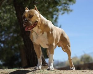 Listenhunde: potenziell gefährliche Rassen