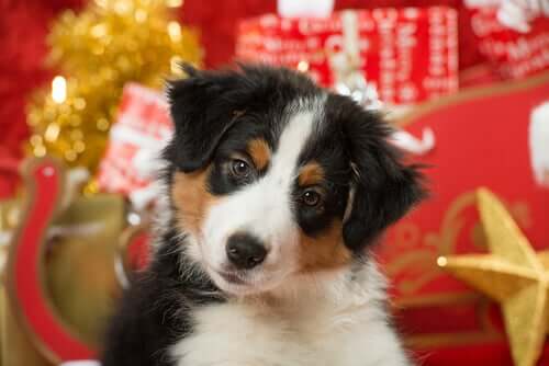 Weihnachten mit Haustier: 5 Pflegetipps