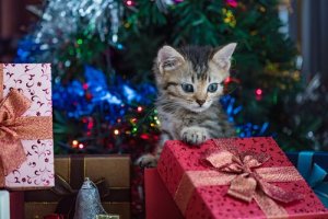 Katze zu Weihnachten