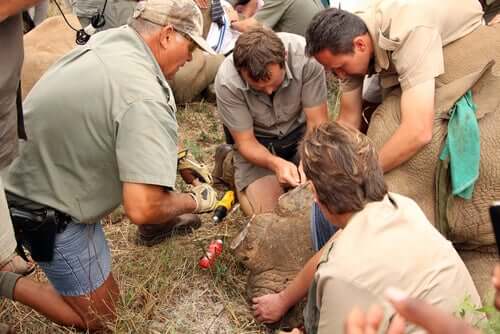 Wilderei der Nashörner
