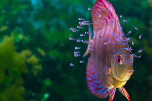 Wunderschöne Fische für dein Aquarium