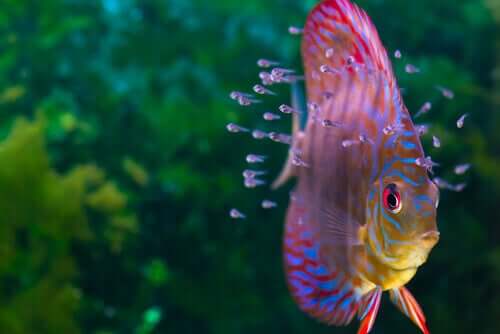 Wunderschöne Fische für dein Aquarium