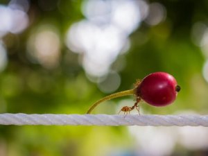 Was fressen die fleißigen Ameisen?