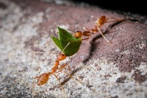 die fleißigen Ameisen an der Arbeit