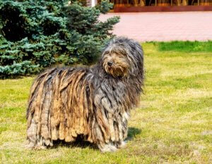 Bergamasker Hirtenhund: ein Hund, der Herden leitet und schützt