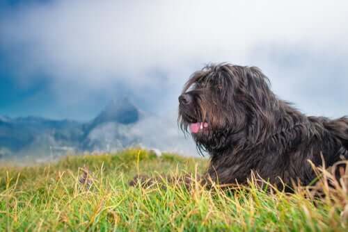 Bergamasker Hirtenhund im Gebirge