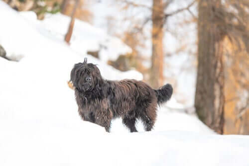 Bergamasker Hirtenhund im Schnee