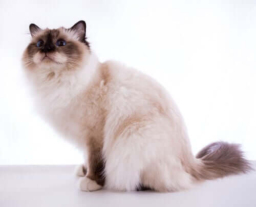 Birma-Katze