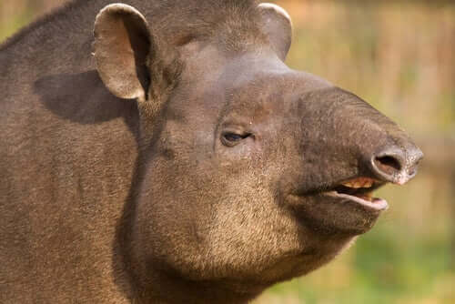 Brasilianischer Tapir, ein Verwandter des Nashorns