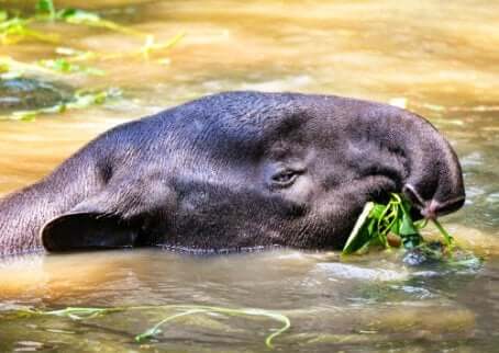 Brasilianischer Tapir liebt Wasser