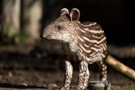 Brasilianischer Tapir