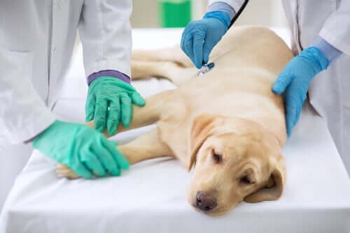 Canine Demodikose: Behandlung