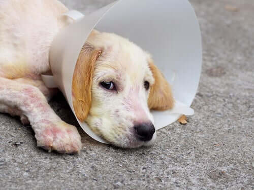 Canine Demodikose: Symptome und Behandlung