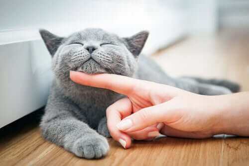 Chiropraktik für Katzen: die häufigsten Therapien
