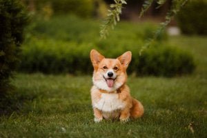 kleine Hunderassen: Welsh Corgi Pembroke