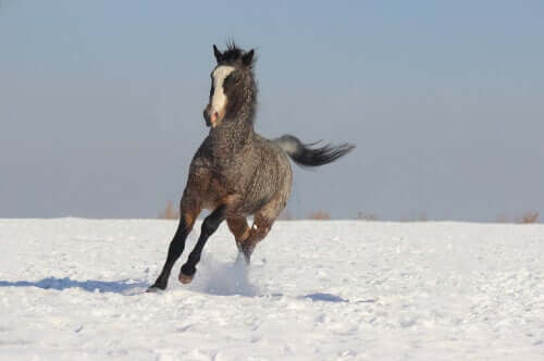 Curly Horse im Schnee