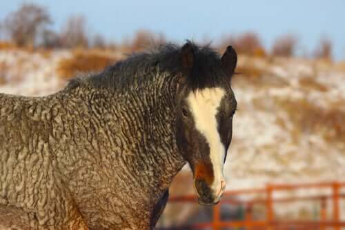 Curly Horse, das gelockte Pferd: mysteriös und hypoallergen
