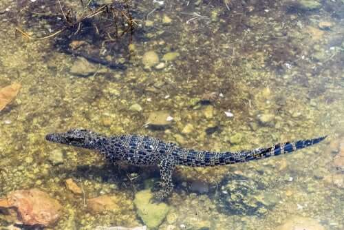 Das kubanische Krokodil ist ein weiteres Beispiel für insulares Riesen- und Zwergwachstum im Tierreich