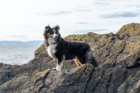 Der Shetland Sheepdog ist aus Schottland
