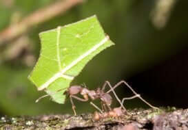 die fleißigen Ameisen
