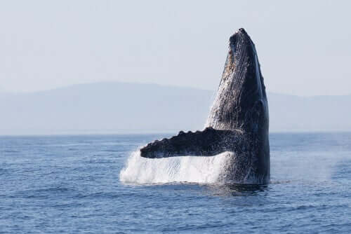 Wale nutzten vor 270.000 Jahren die gleichen Wanderrouten